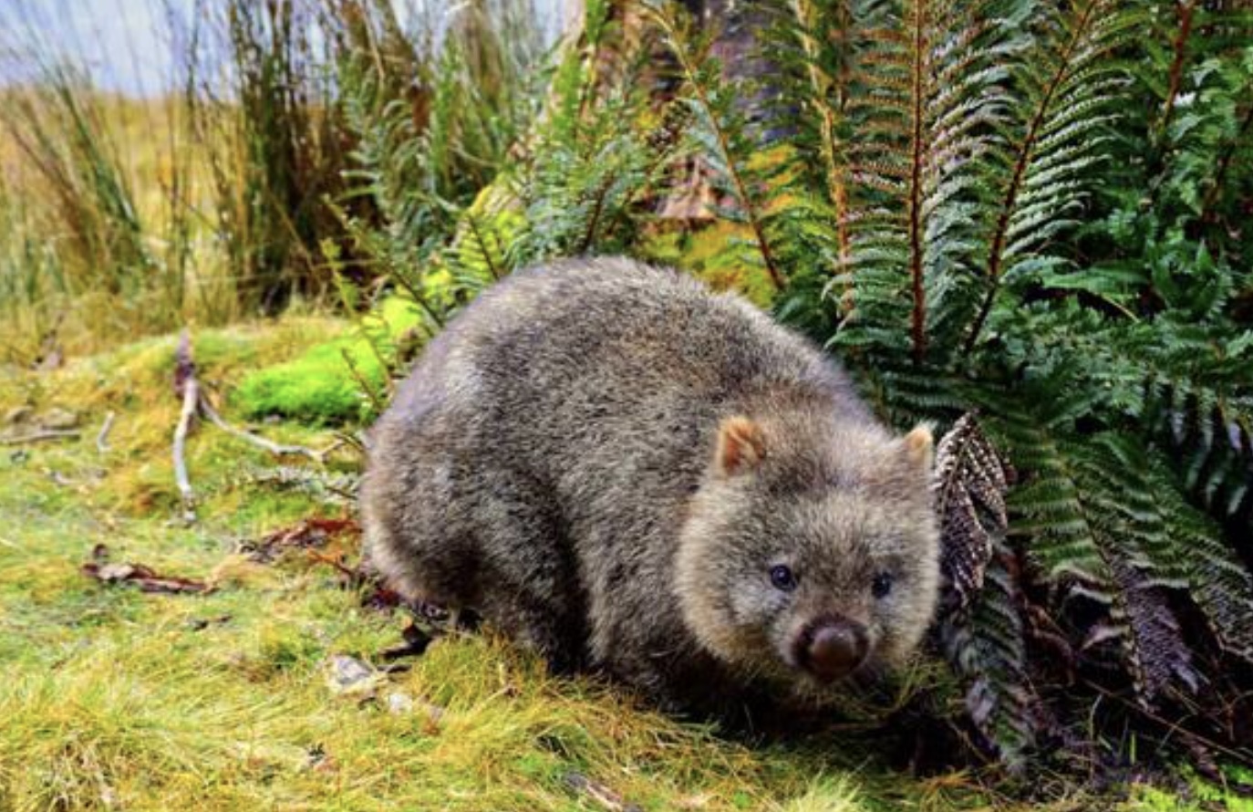 Wombat