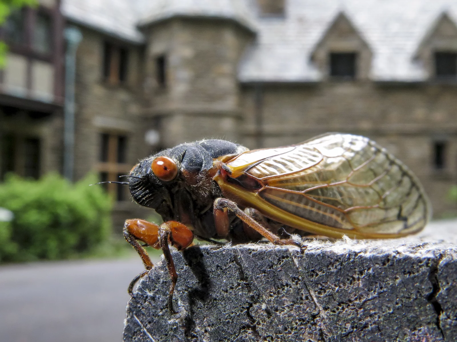 Cicada