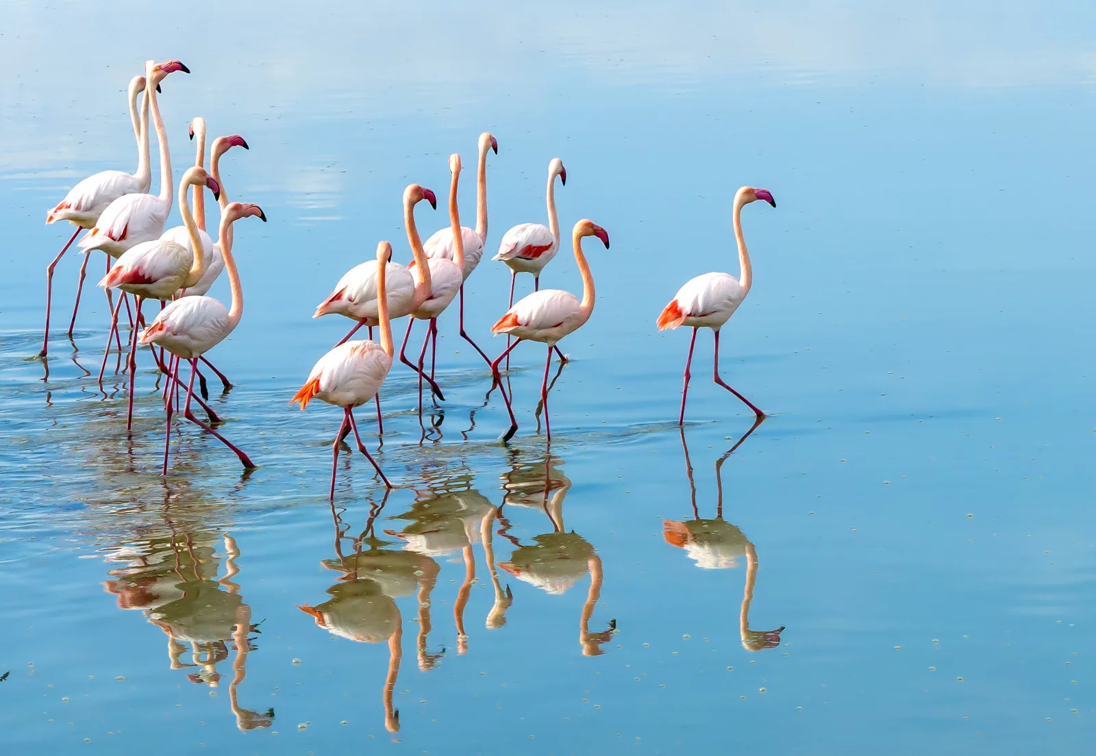 Flamingo