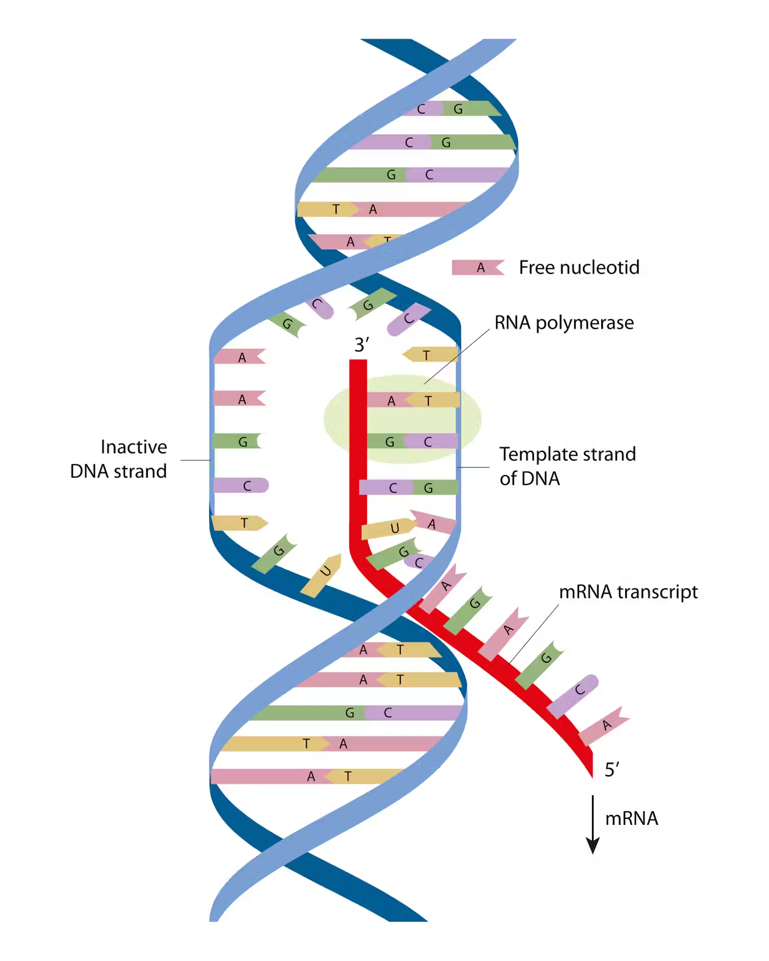 RNA