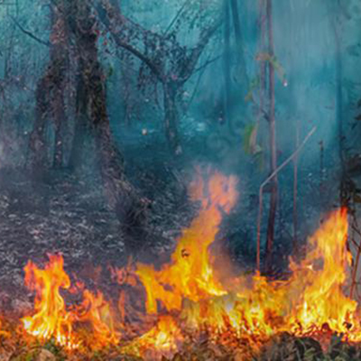 wildfires burning in a wooded area