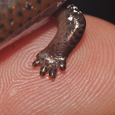 uplcose lizard arm