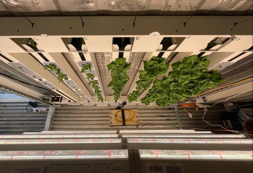 A Hybrid Cable-Driven Robot for Non-Destructive Leafy Plant Monitoring and Mass Estimation Using Structure from Motion