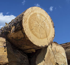 Logs picture