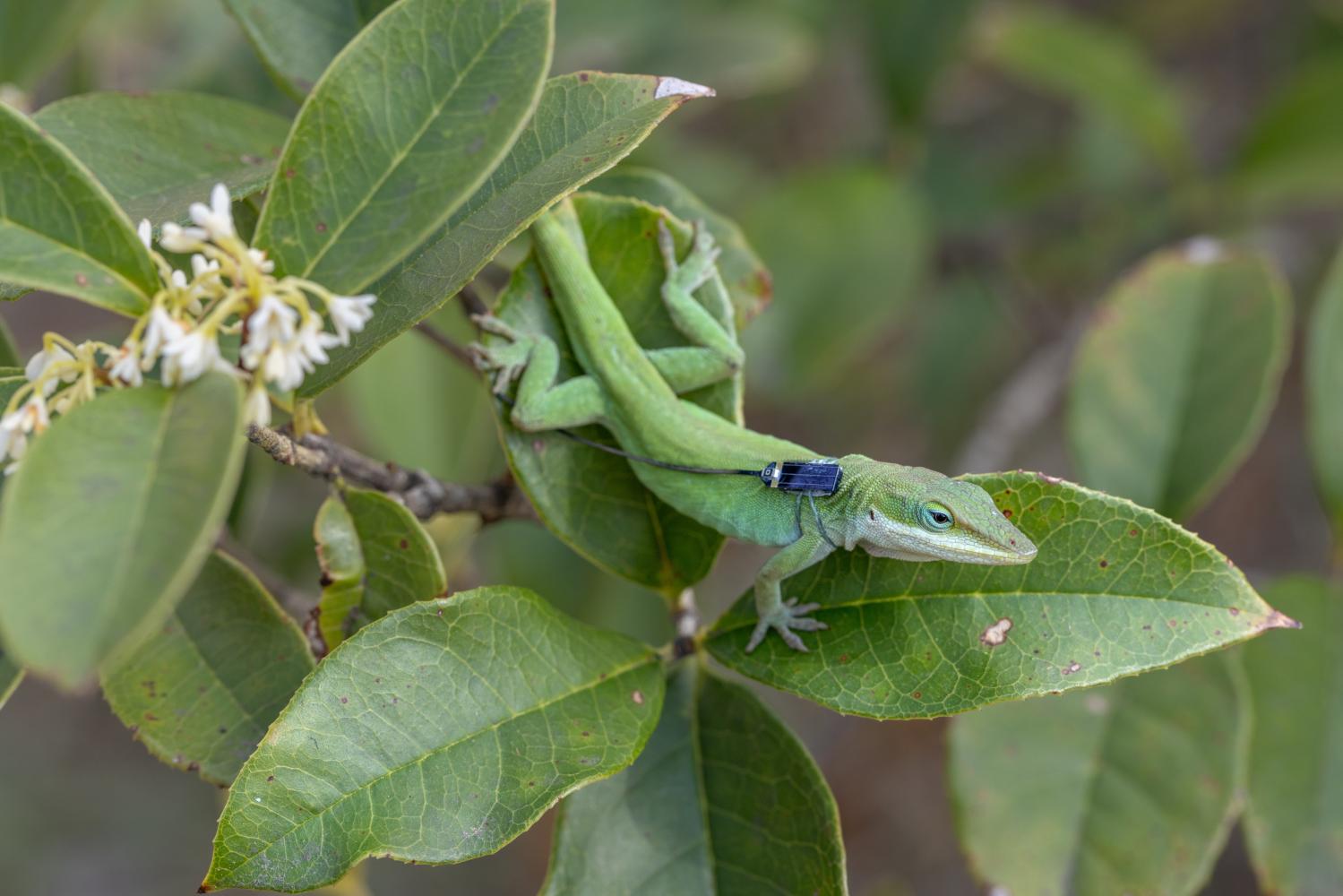 Stroud will spend the next five years transforming Lizard Island into the world’s premier evolutionary observatory, merging groundbreaking technology with long-term field research.