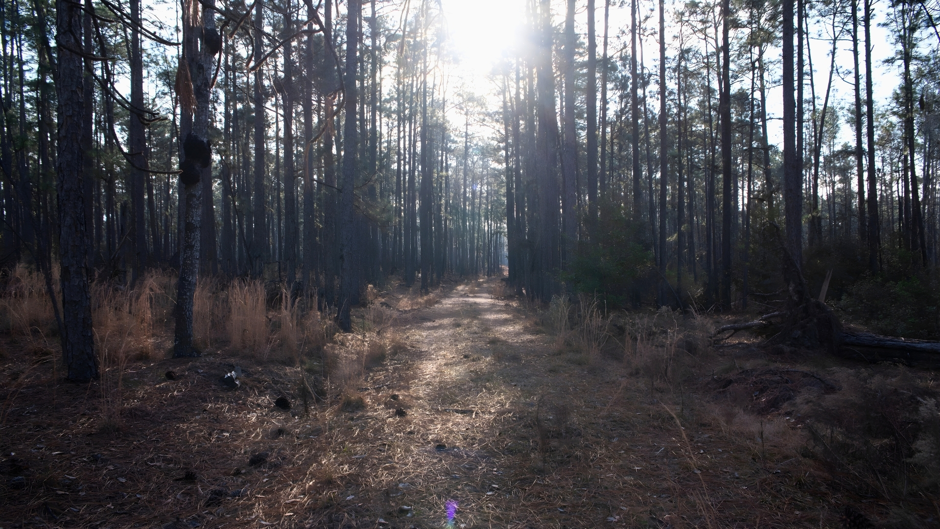 Forest in Soperton, Georgia