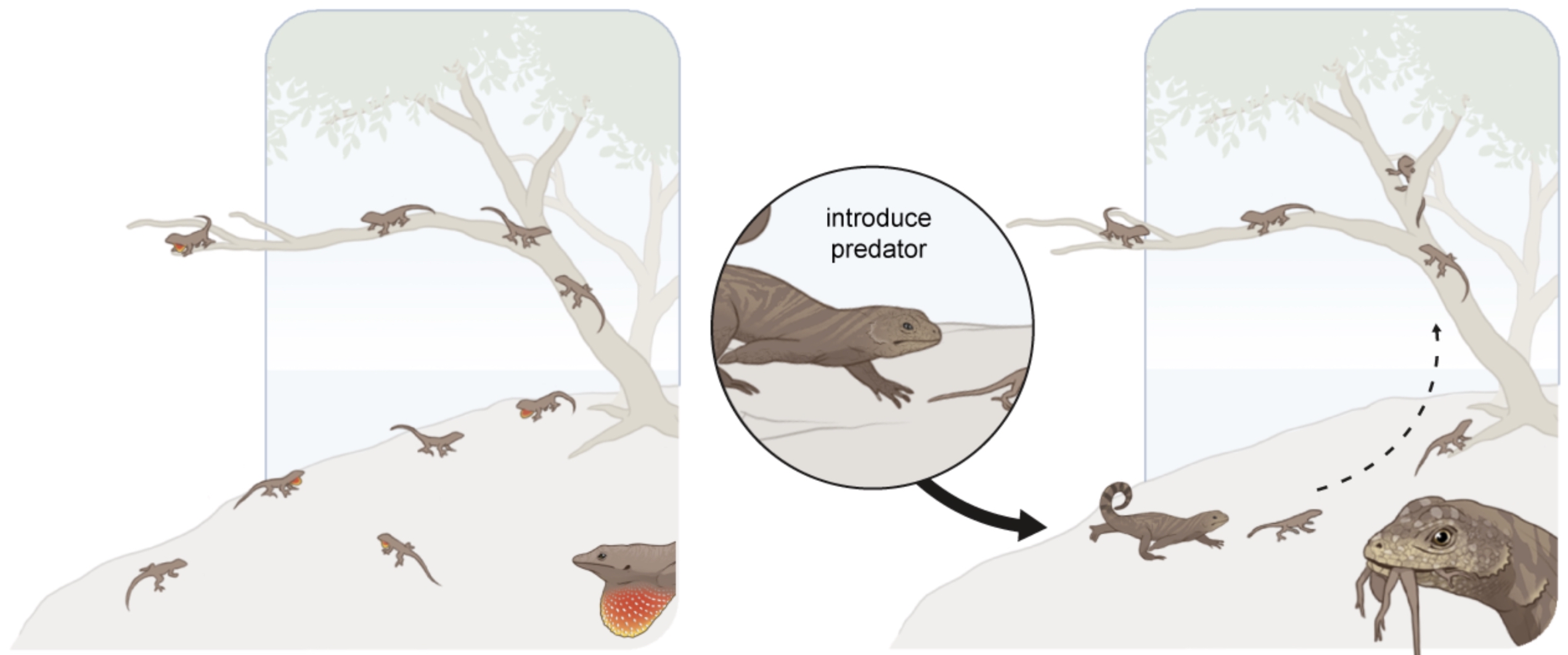 A series of experiment spanning 40 years on small islands in the Bahamas have revealed how prey species, like small brown anole lizards (Anolis sagrei), evolve in response to predators, like the larger curly-tailed lizard (Leiocepahlus carinatus). Importantly, due to the long-term nature of this research, scientists were able to track ecosystem changes in response to this predator-driven rapid evolution. (Illustration: Mark Belan/ArtSciStudios)
