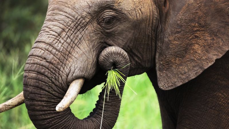 elephant eating leaves