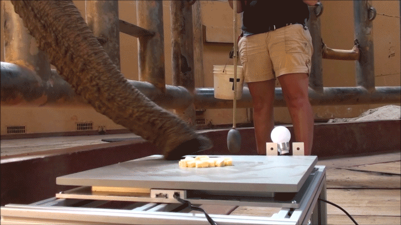 elephant eating
