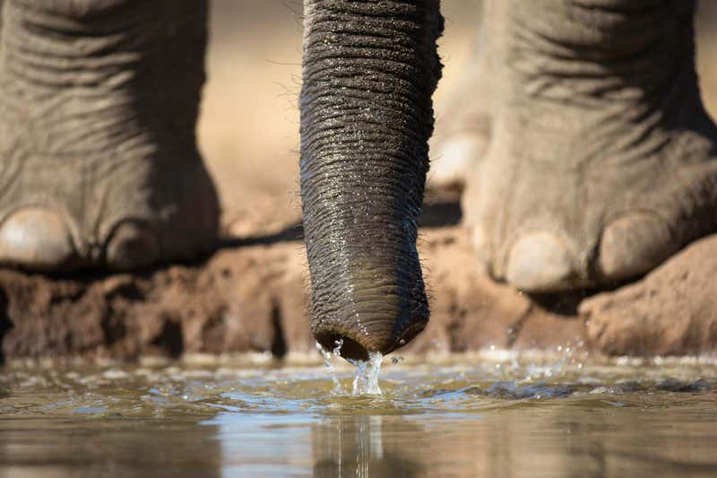 elephant drinking water