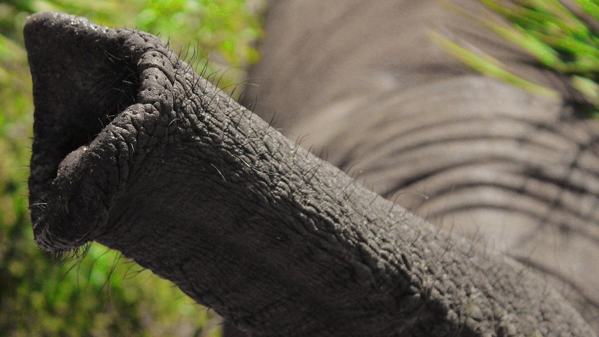 elephant trunk