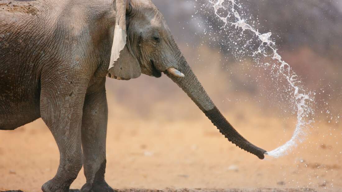 elephant drinking water