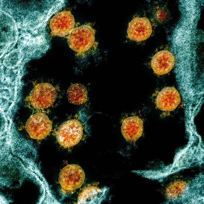 cells