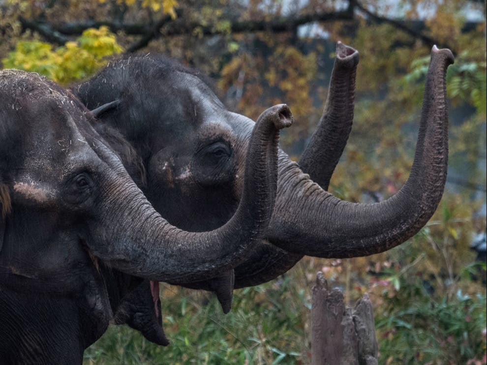 multiple elephants