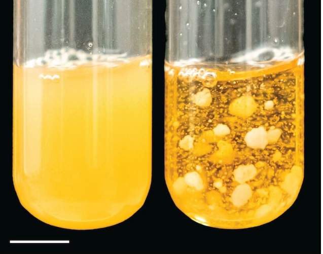 test tubes