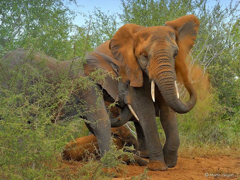 elephants in a field