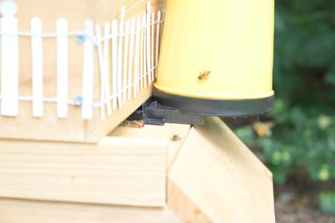 bees