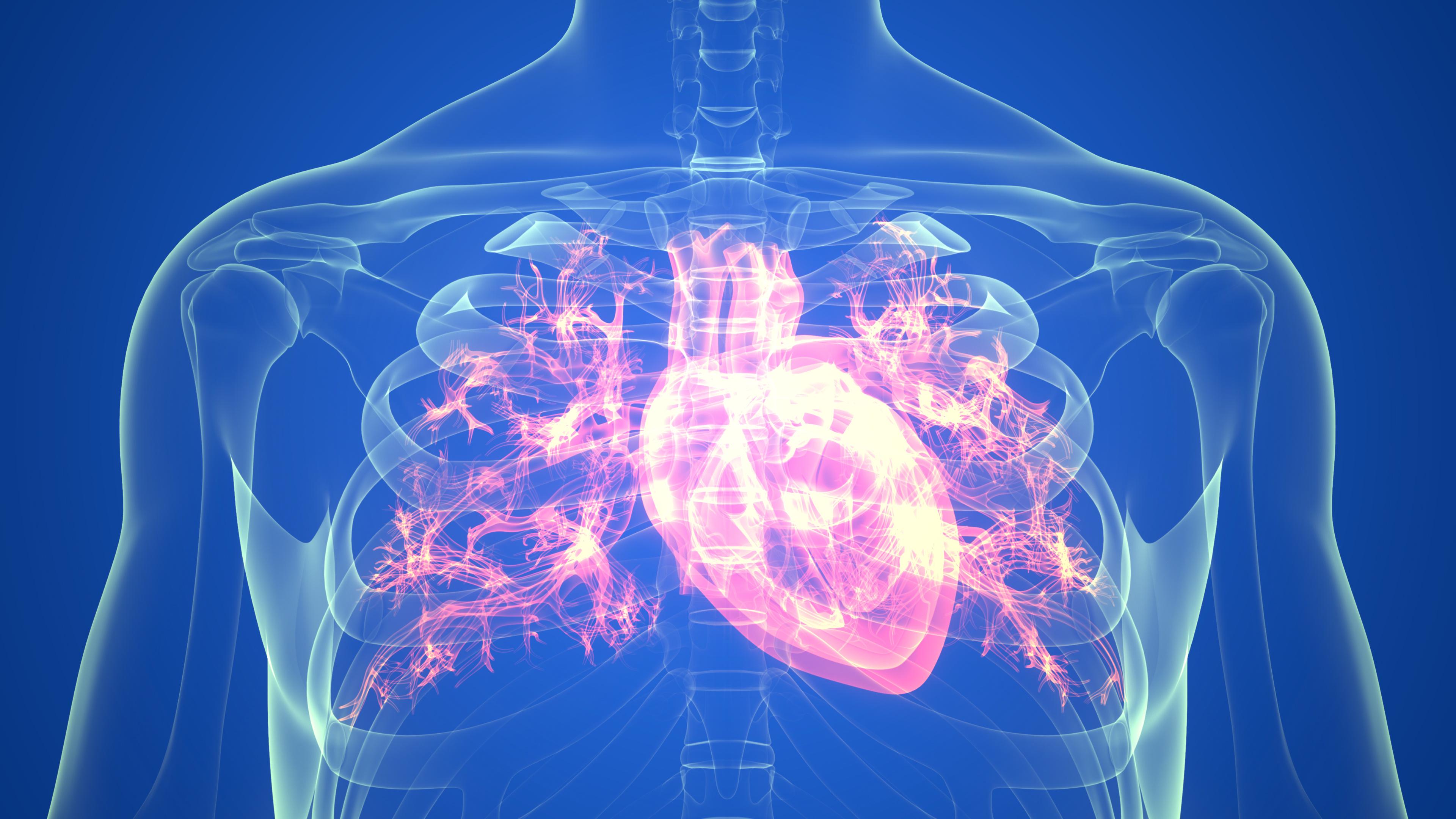 Human Circulatory System Heart Anatomy