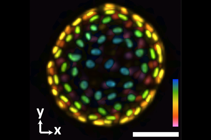 <div>
<p>An image of a colon organoid captured by a new system developed in Shu Jia’s lab that can capture dynamic, 3D information about the lab-grown cultures of tissues in a single image. The raw image was captured in 0.1 seconds. The coloration represents depths of 60 and -60 micrometers from the focal plan to depict the organoid in three dimensions. (Image Courtesy: Shu Jia &amp; Wenhao Liu)</p>
</div>