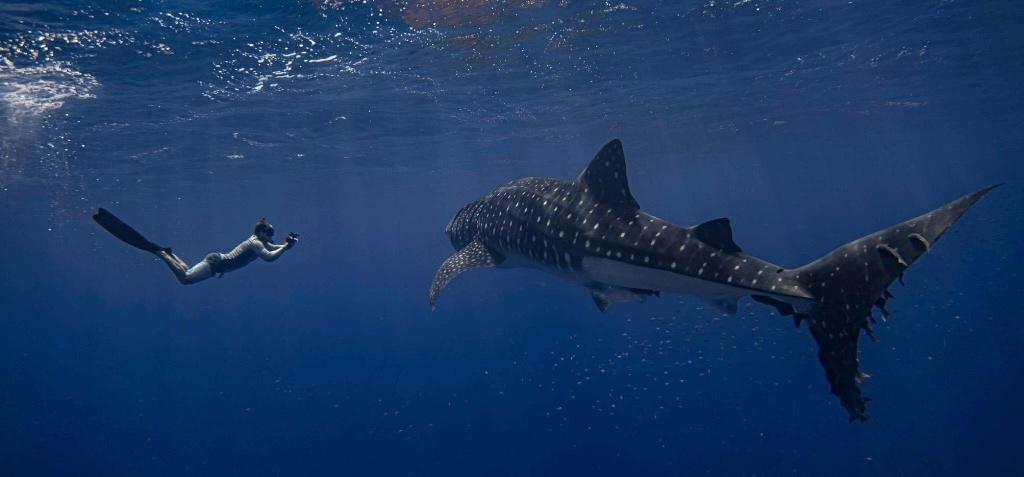 Whale shark in the ocean. 