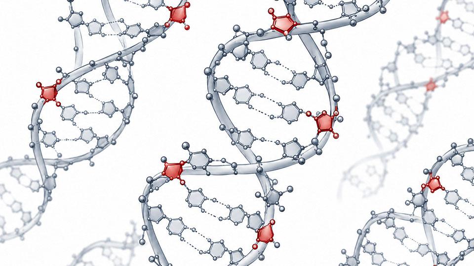 Scientific rendering of multiple DNA double helices with several embedded ribonucleotides highlighted in red along the strands. The red RNA building blocks appear at distinct locations within the gray DNA structure, illustrating how ribonucleotides can become incorporated into human DNA.