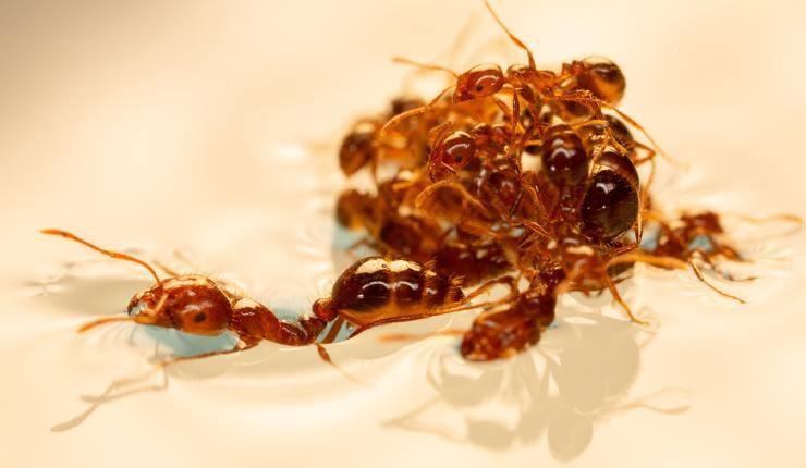 ants