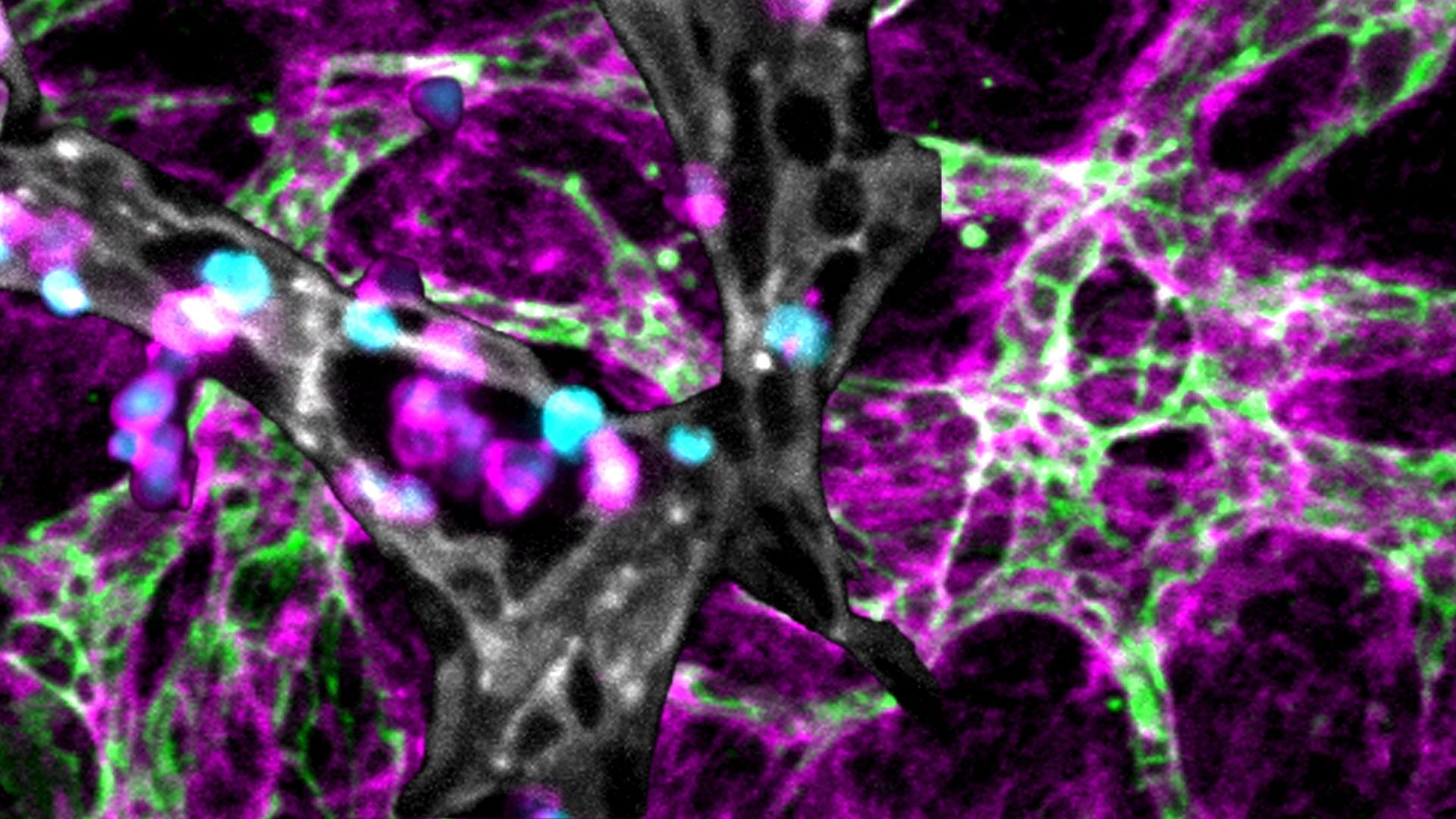 A microscopic image shows lab grown bone marrow and blood vessels highlighted in gray and green weaving through a network of supportive cells and proteins highlighted in magenta.