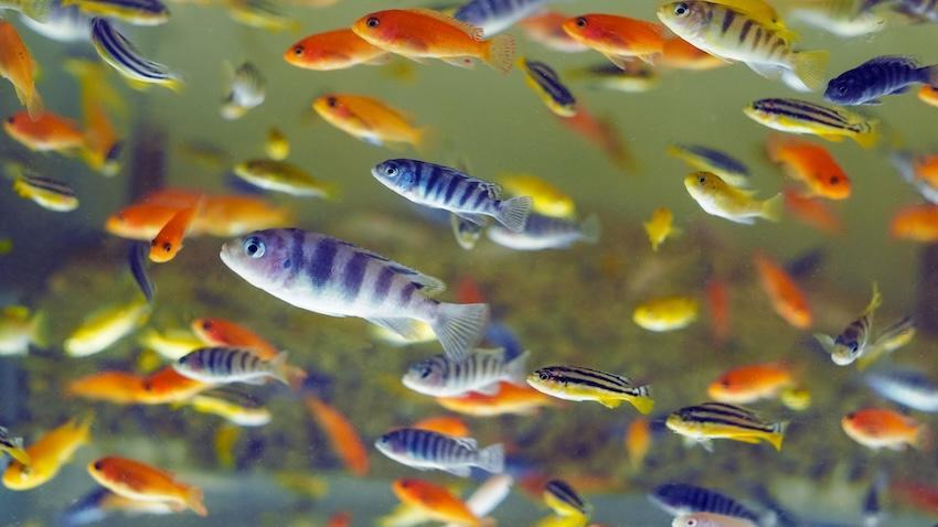 fish
