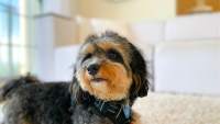 Cute Puppy wearing Pet Track Collar
