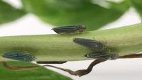 Super-fast Insect Urination Powered by the Physics of Superpropulsion 