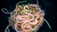 California black worms tightly tangled together in a blob. Credit: Harry Tuazon, Georgia Tech