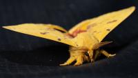 A closeup image of a moth