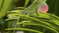 American green anole