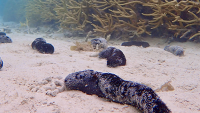 sea cucumber in foreground with coral behind it on the ocean floor