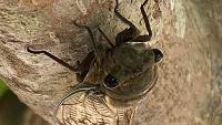 An image of a cicada on a tree branch