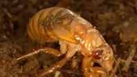 Zombie Cicadas