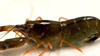 Young Snapping Shrimps´ Claws `Accelerate in Water Like a Bullet´