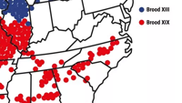 A map shows the approximate areas occupied by two populations of cicadas that are set to emerge in the coming weeks. Brood XIII resides in an area from southern Wisconsin to central Illinois, while the larger Brood XIX nests across a swath from Missouri to the Carolinas.