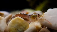 Scientists have discovered a tiny baby shrimp with claws which snap closed quicker than a bullet comes out of a gun, which is really fast.
