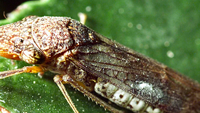 Watch These Tiny Bugs Catapult Urine with Their Butts
