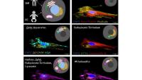 stem cells