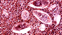 AS
