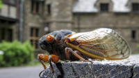 Cicada