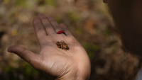 cicada