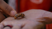 cicada