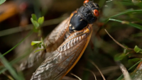 cicada