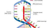 RNA