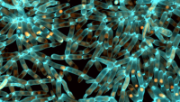 yeast cells