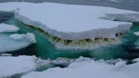 Chunks of ice with distinctive melting patterns at the water line, float in a cluster near Antarctica.