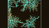 snowflake yeast